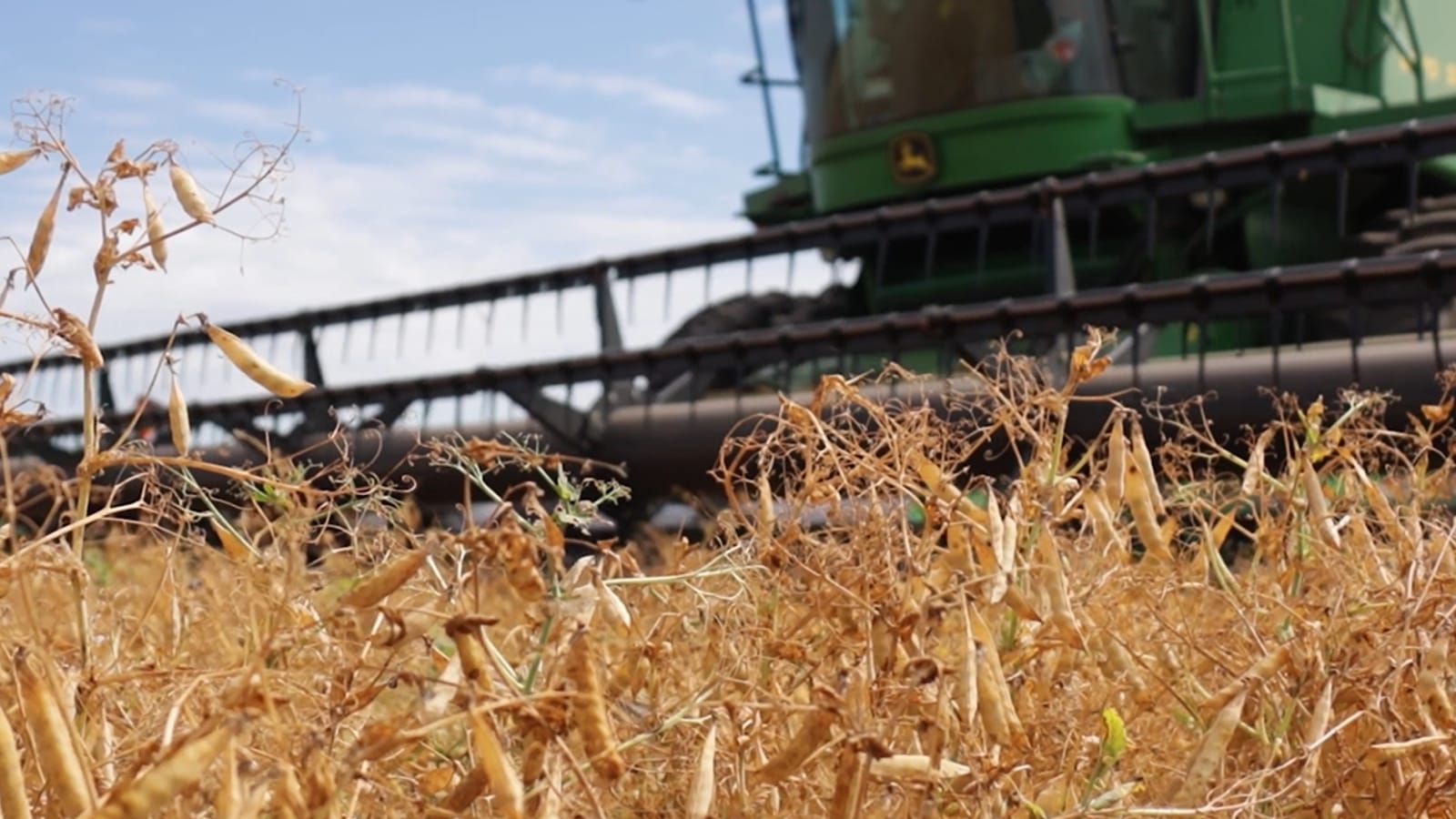 SSP's own fields at harvest